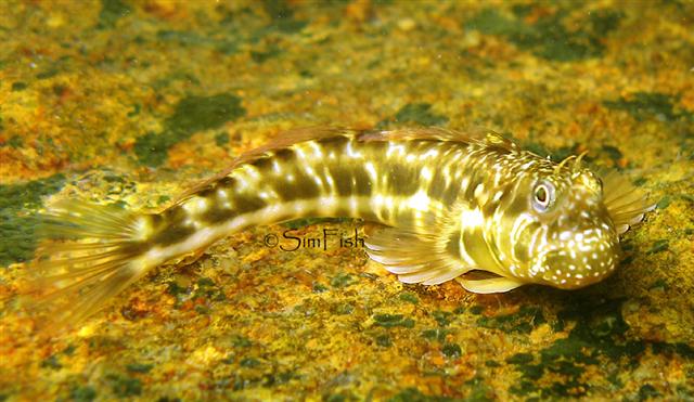 (Entomacrodus) Род ЭНТОМАКРОДЫ 25 видов
